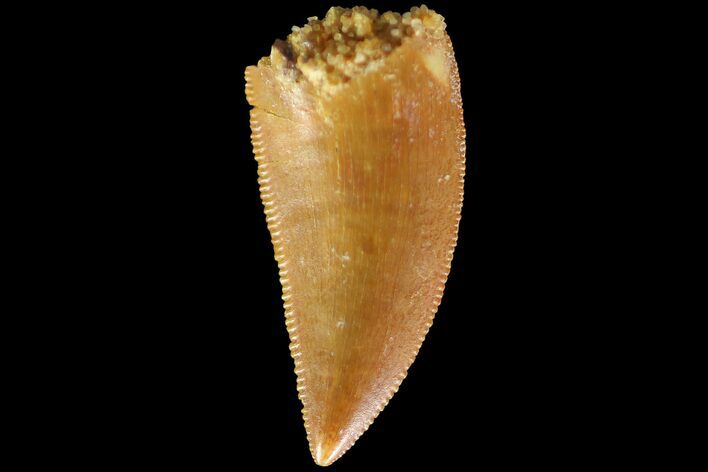 Serrated, Raptor Tooth - Real Dinosaur Tooth #179584